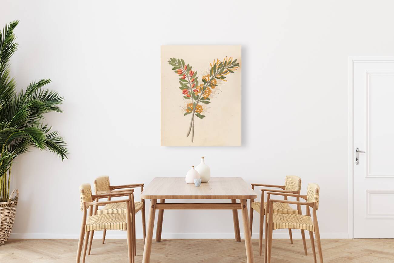 Loranthus N. Sp. [Moquiniella rubra] 1817 Reproduction