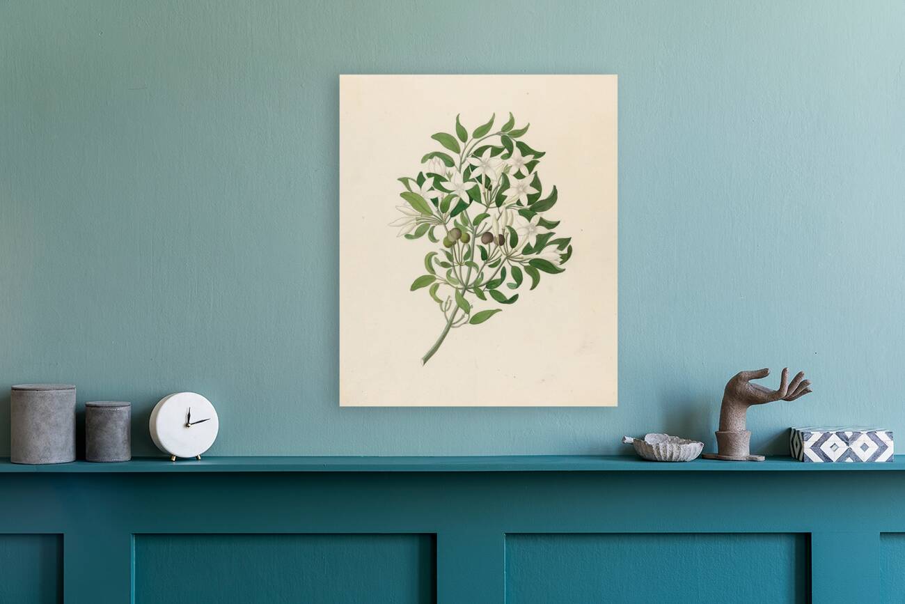 Jasminum angulare 1817 Reproduction