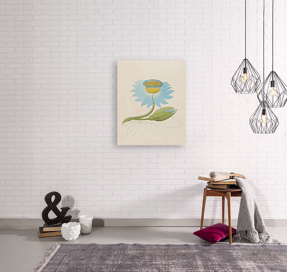 Nymphaea coerulea [Nymphaea nouchali] 1817 Reproduction