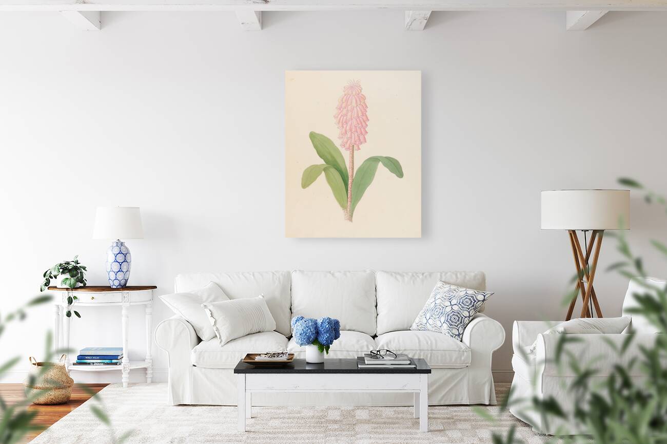 Veltheimia viridifolia [Veltheimia bracteata] 1817 Reproduction