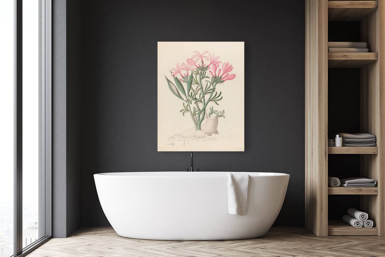 Ceropegia or Echites [Pachypodium succulentum] 1817 Reproduction