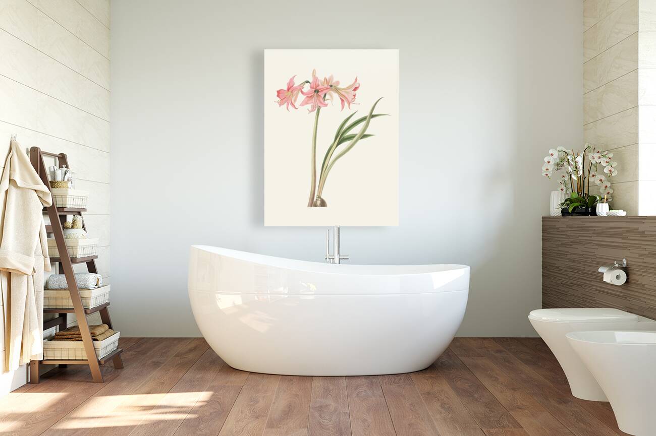 Amaryllis Stilosa 1834 Reproduction