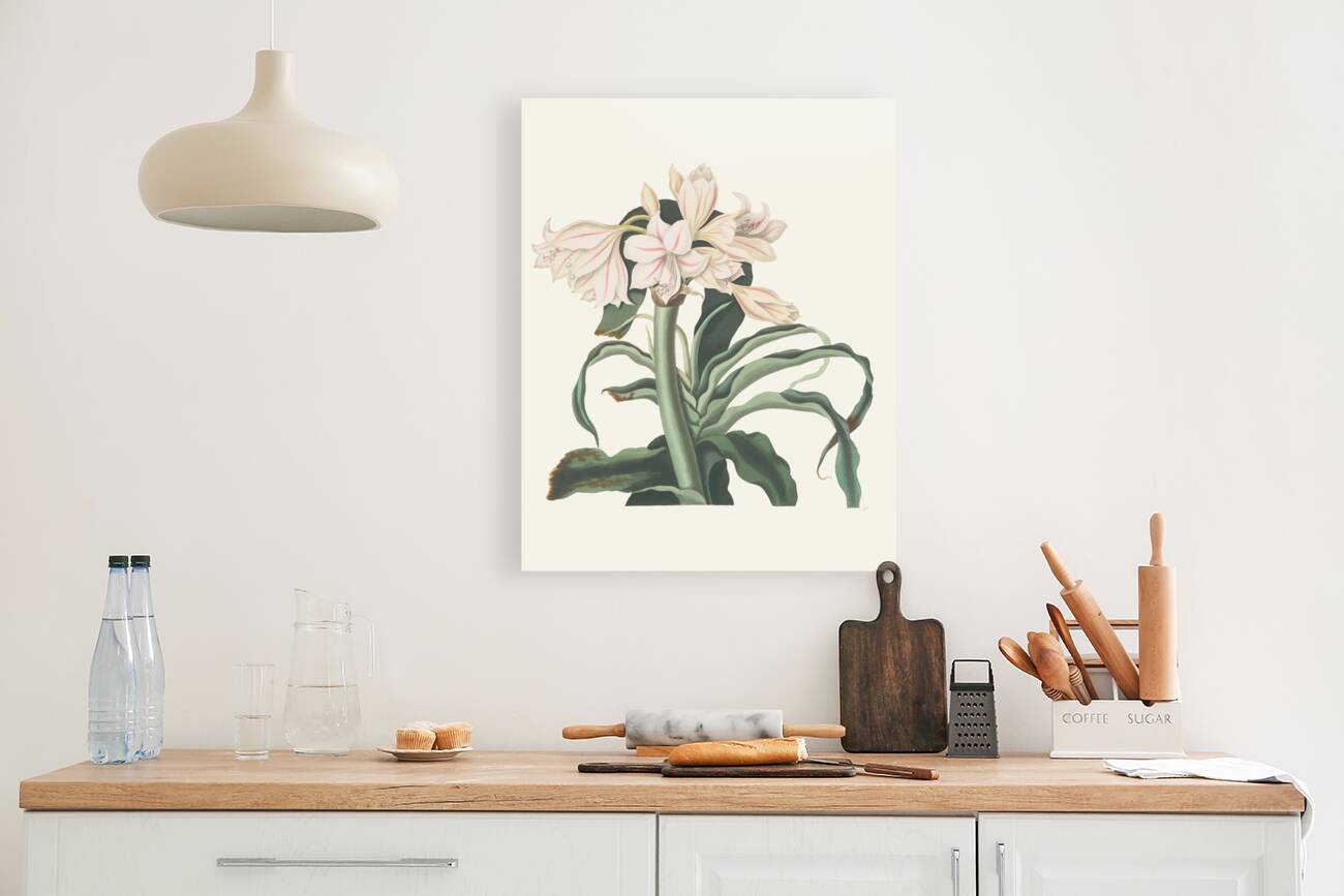 Crinum Scabrum 1834 Reproduction