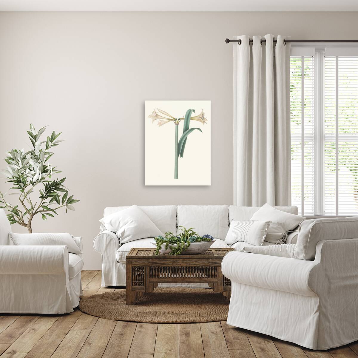 Amaryllis Harrisoni 1834 Reproduction