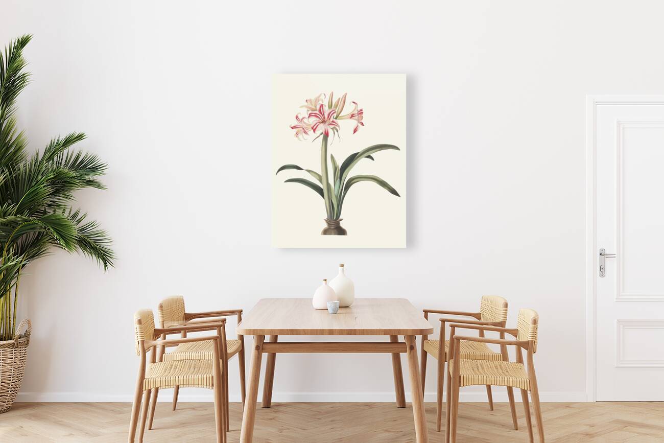 Ameryllis Superba Vittata 1834 Reproduction