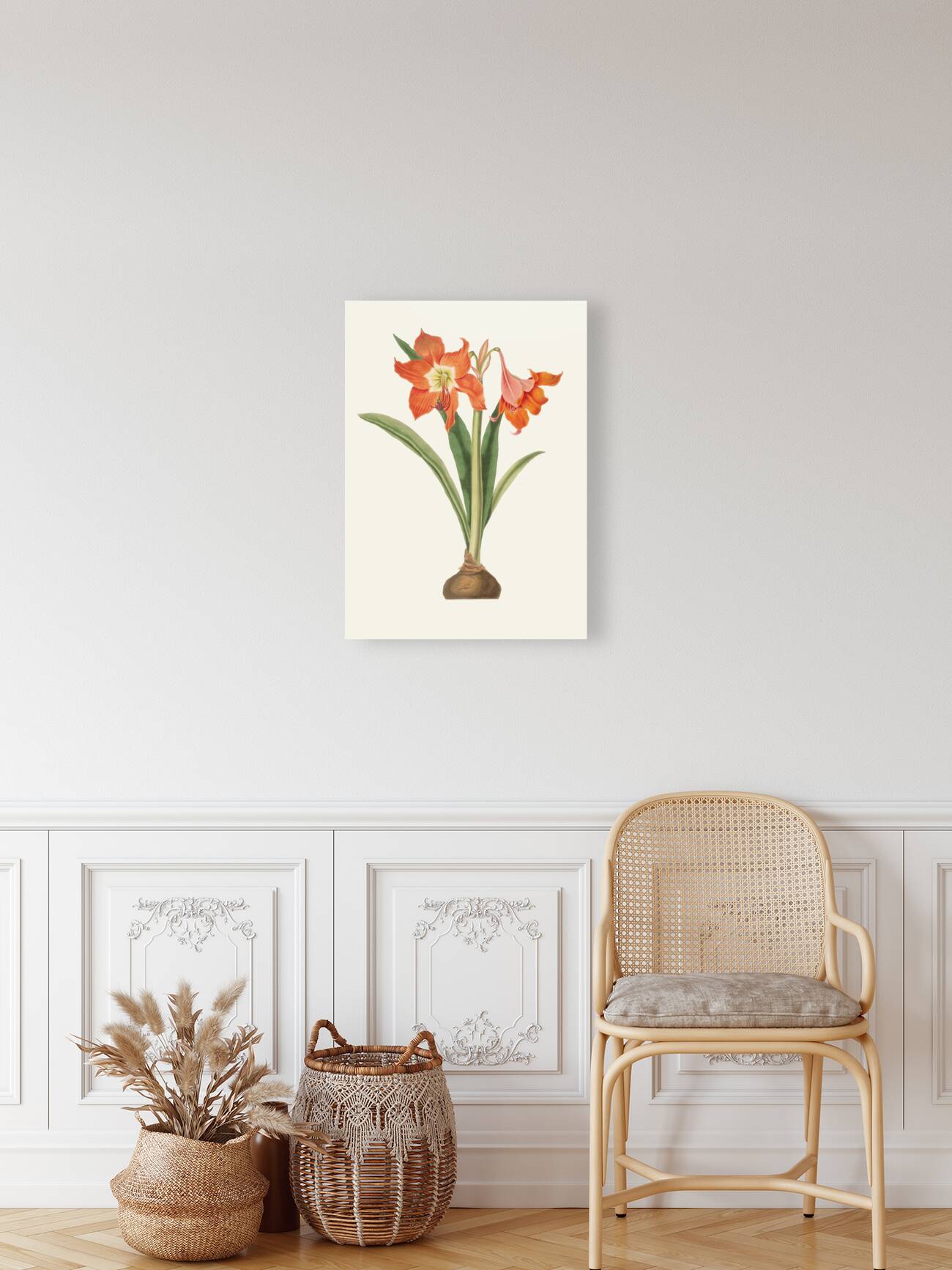 Amaryllis Equestris Major 1834 Reproduction