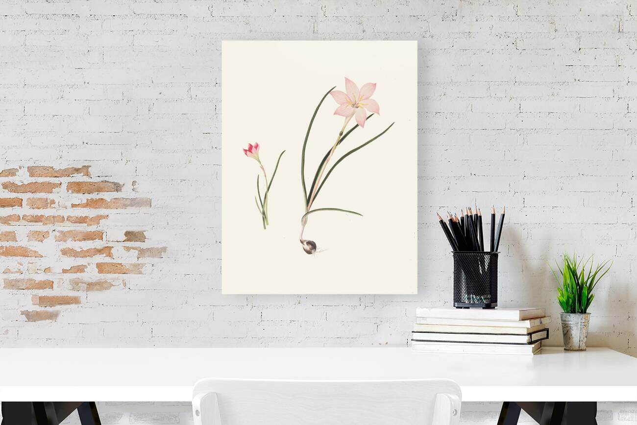 1. Zephyranthes Carinatus. 2. Zephyranthes Rosea. 1834 Reproduction