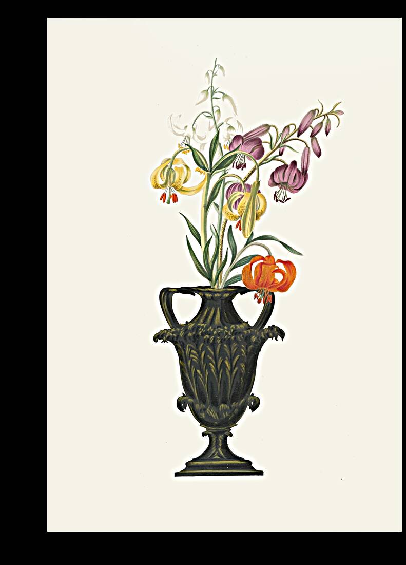 Lilium Pomponium Lilium Chalcedonicum 1834 Reproduction