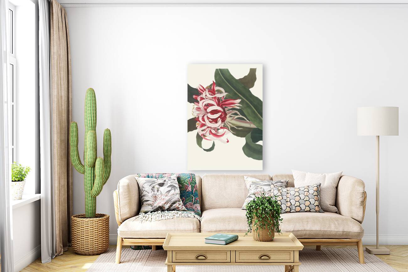 Crinium Augustum. [Queen Emma] 1834 Reproduction