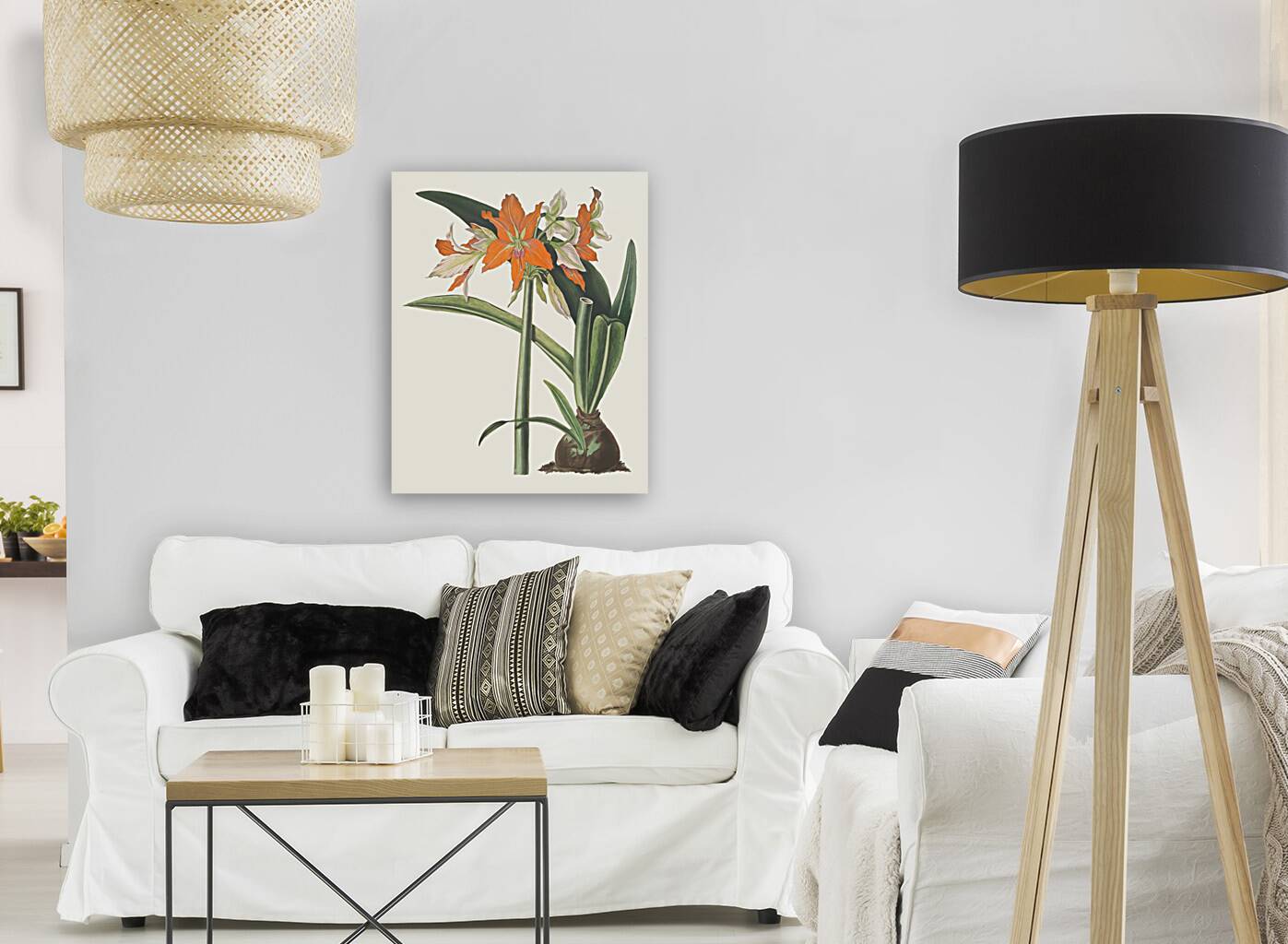 Amaryllis Fulgida 1834 Reproduction