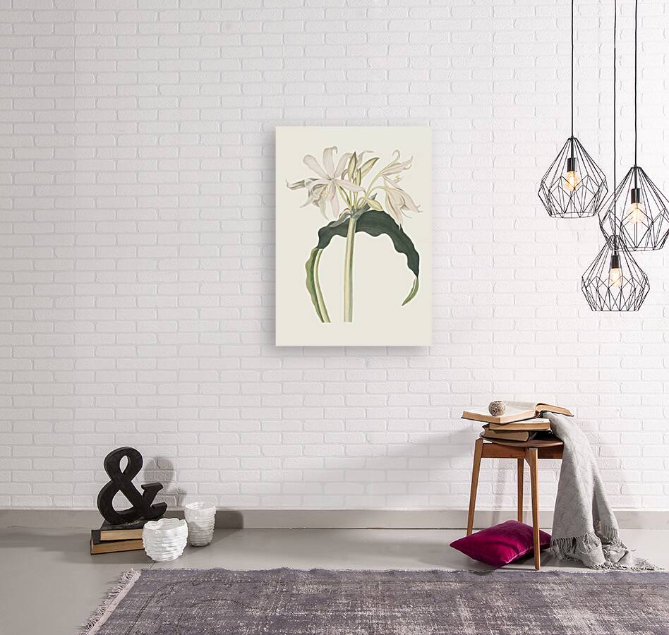 Amaryllis Aulica 1834 Reproduction