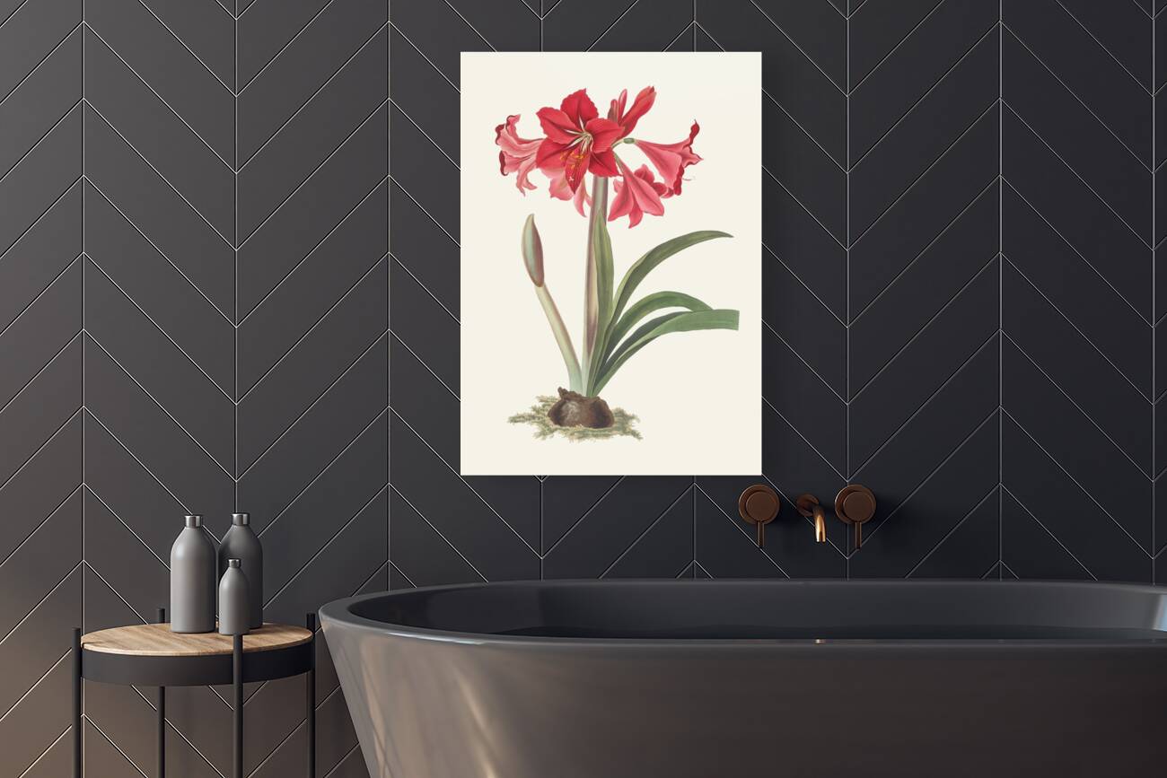Amaryllis Johnsoni. 1834 Reproduction