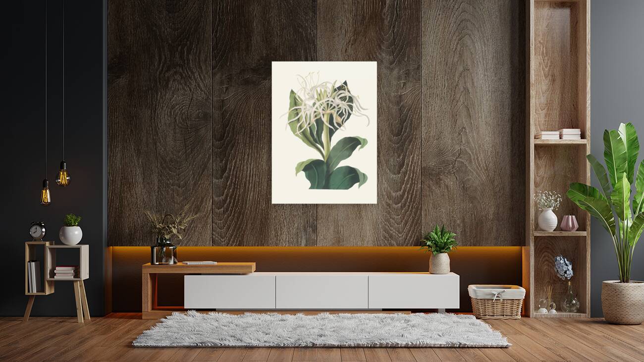 Pancratium Specidsum 1834 Reproduction