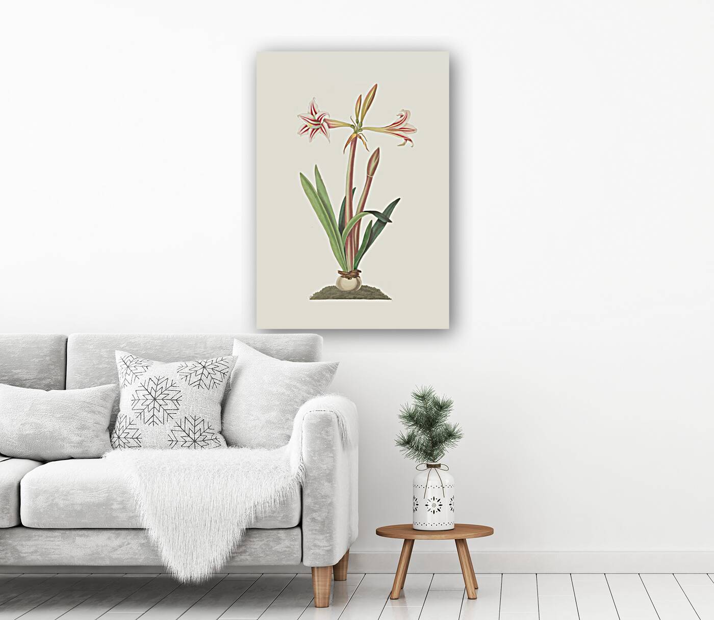 Amaryllis Vittata Minor 1834 Reproduction