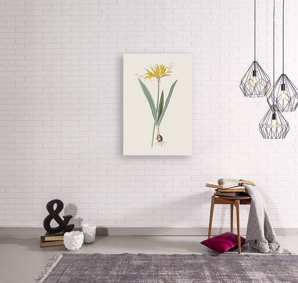 Nerine Aurea. 1834 Reproduction