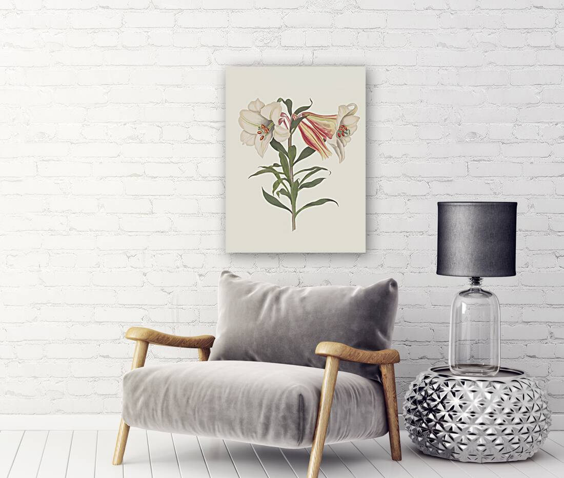 Lilium Japonicum. 1834 Reproduction