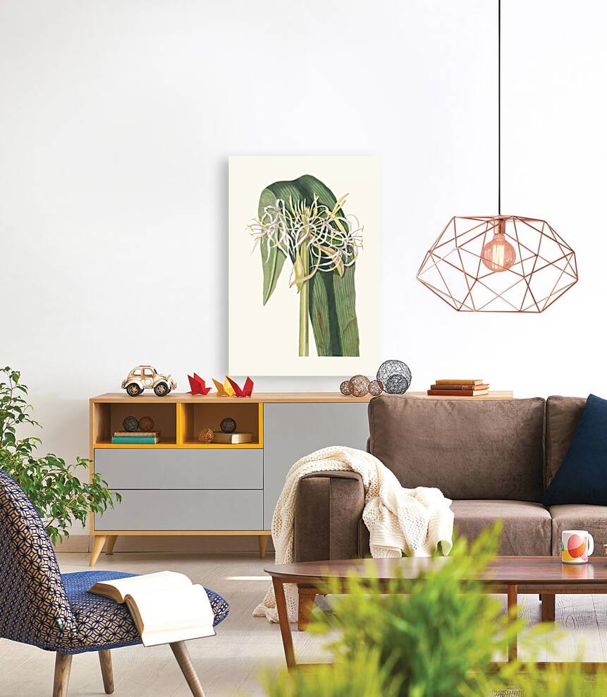 Crinum Declinatum 1834 Reproduction