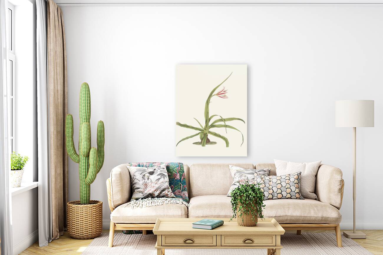 Crinum Yuccæides 1834 Reproduction