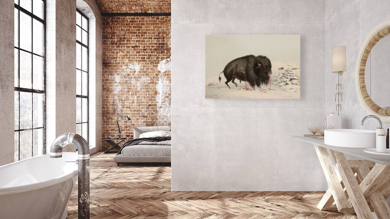 Wounded Buffalo Bull 1844 Reproduction