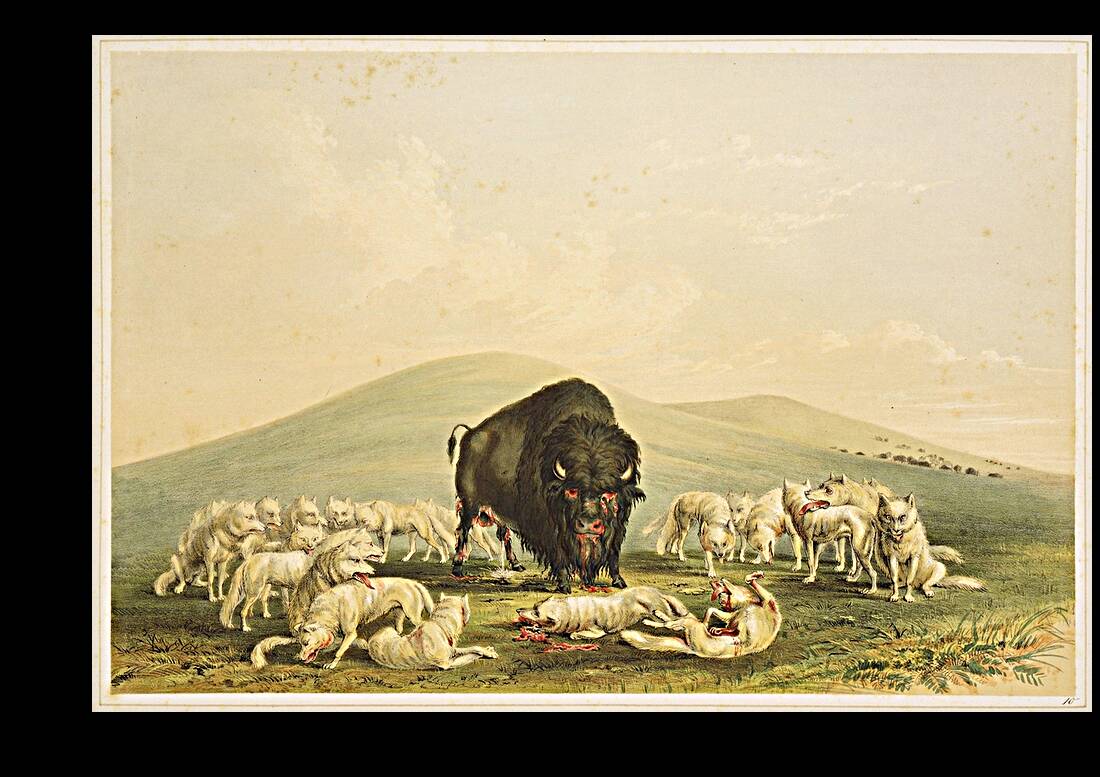 Buffalo Hunt White Wolves Attacking Buffalo Bull 1844  Reproduction