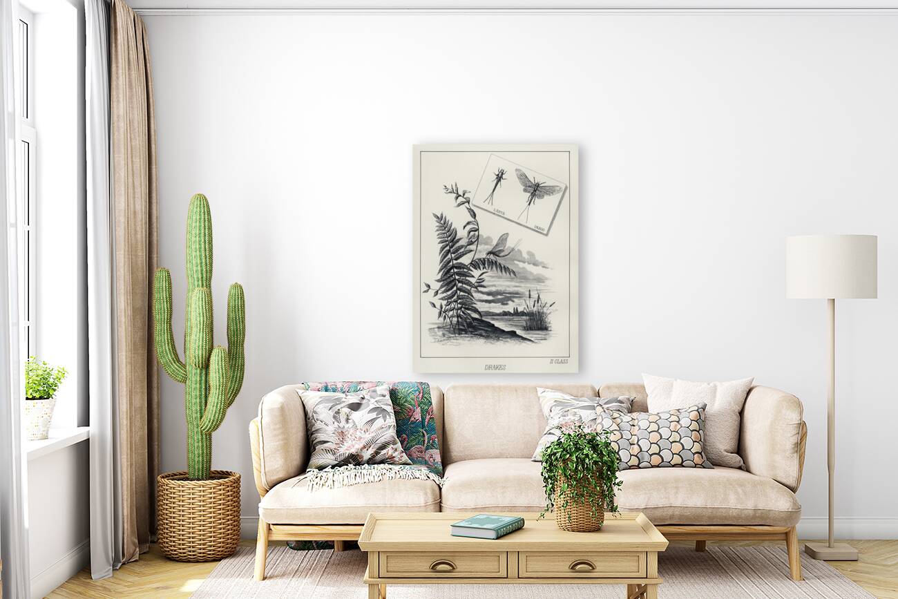 Drakes  Reproduction