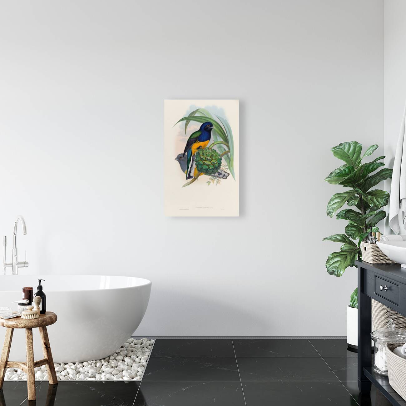 John Gould trogons 019 Reproduction