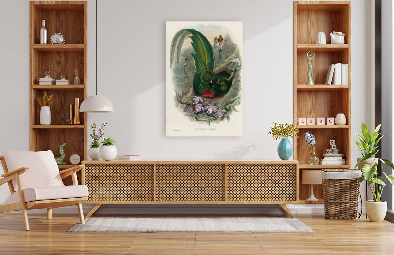 John Gould trogons 027 Reproduction