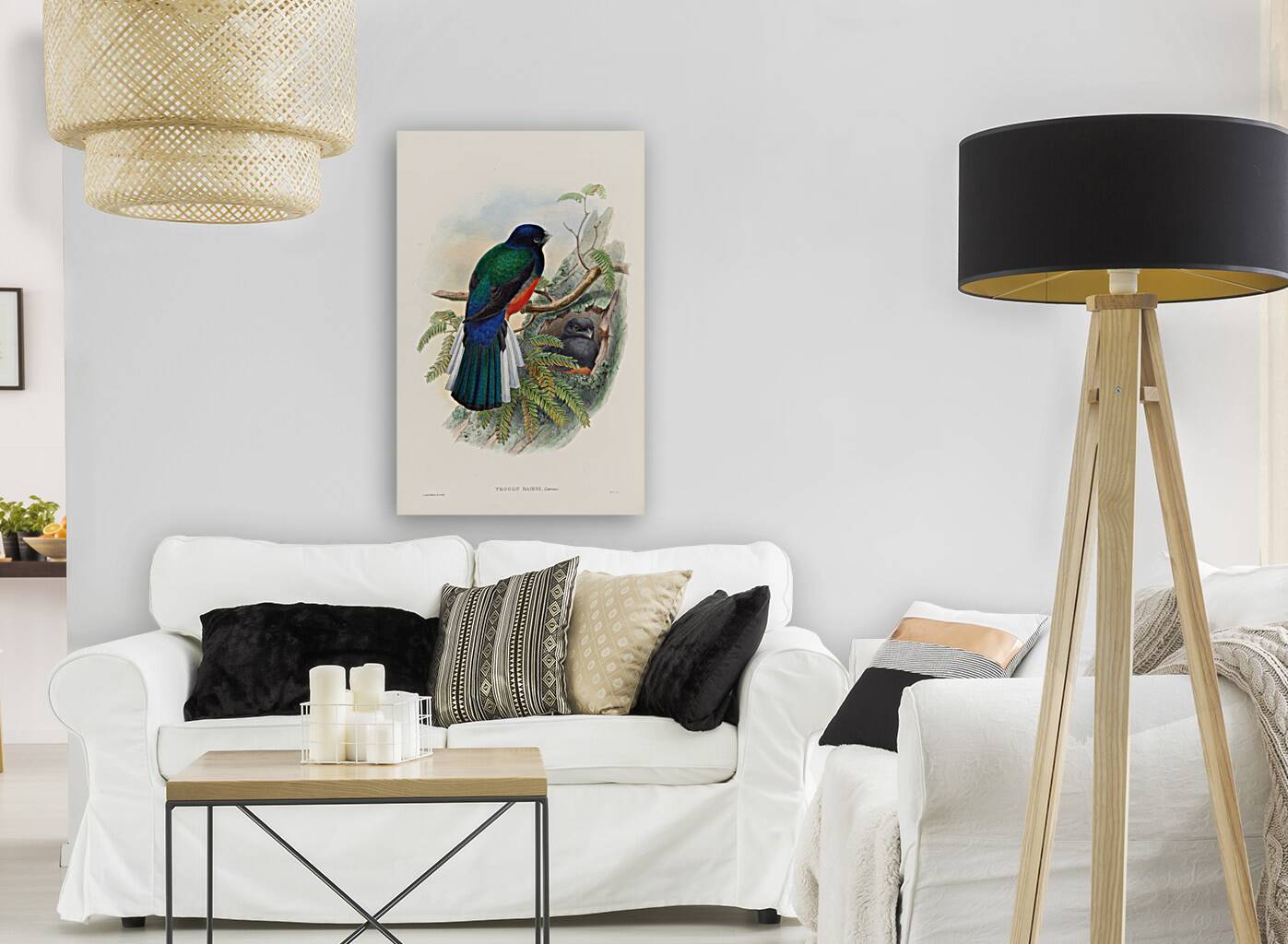 John Gould trogons 031 Reproduction