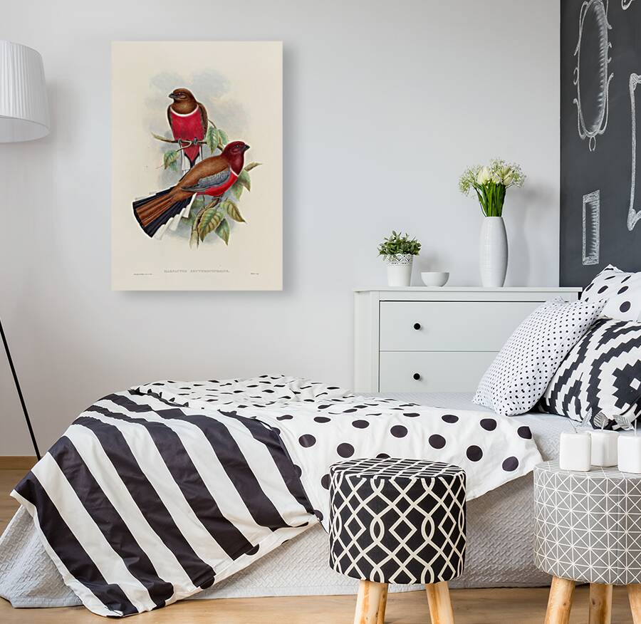 John Gould trogons 047 Reproduction