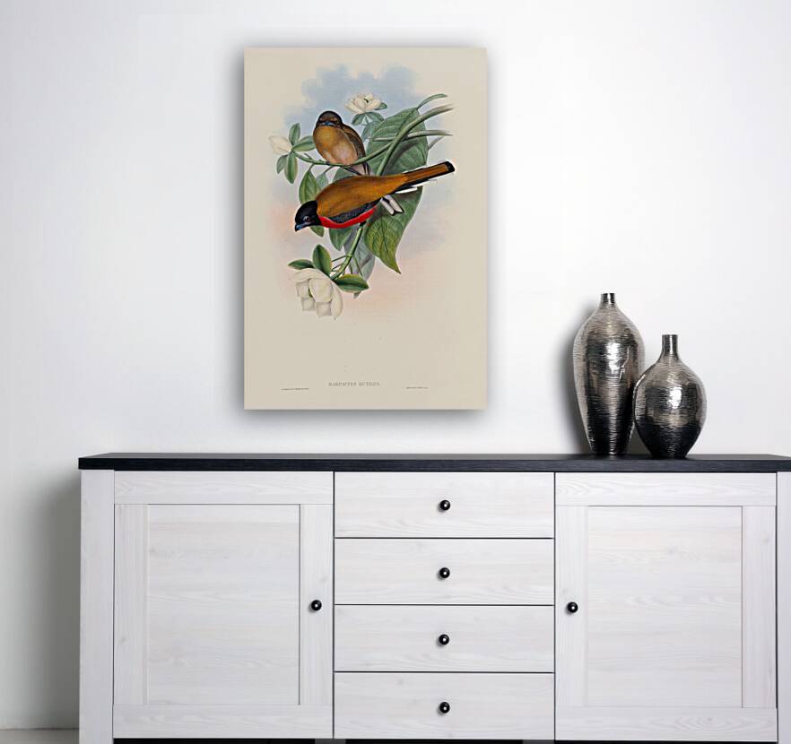 John Gould trogons 013 Reproduction