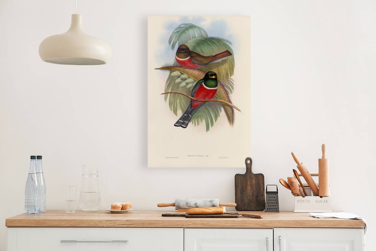 John Gould trogons 005 Reproduction