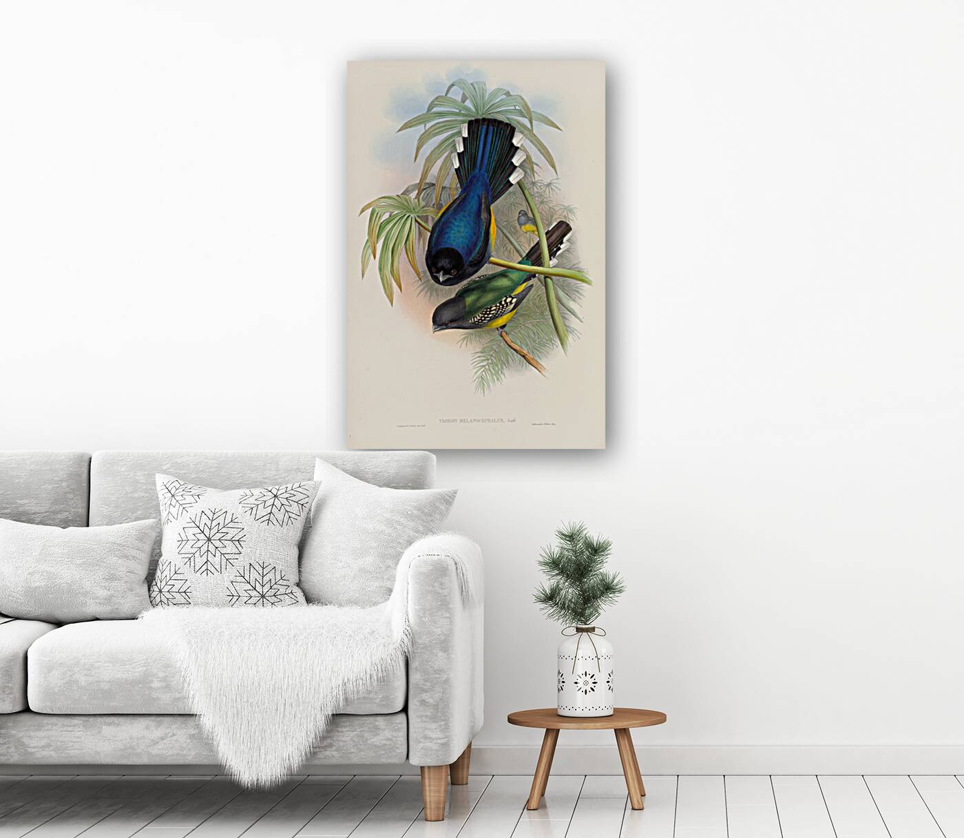 John Gould trogons 007 Reproduction