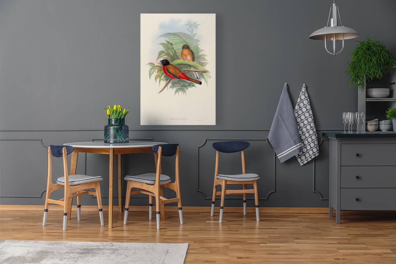 John Gould trogons 012 Reproduction