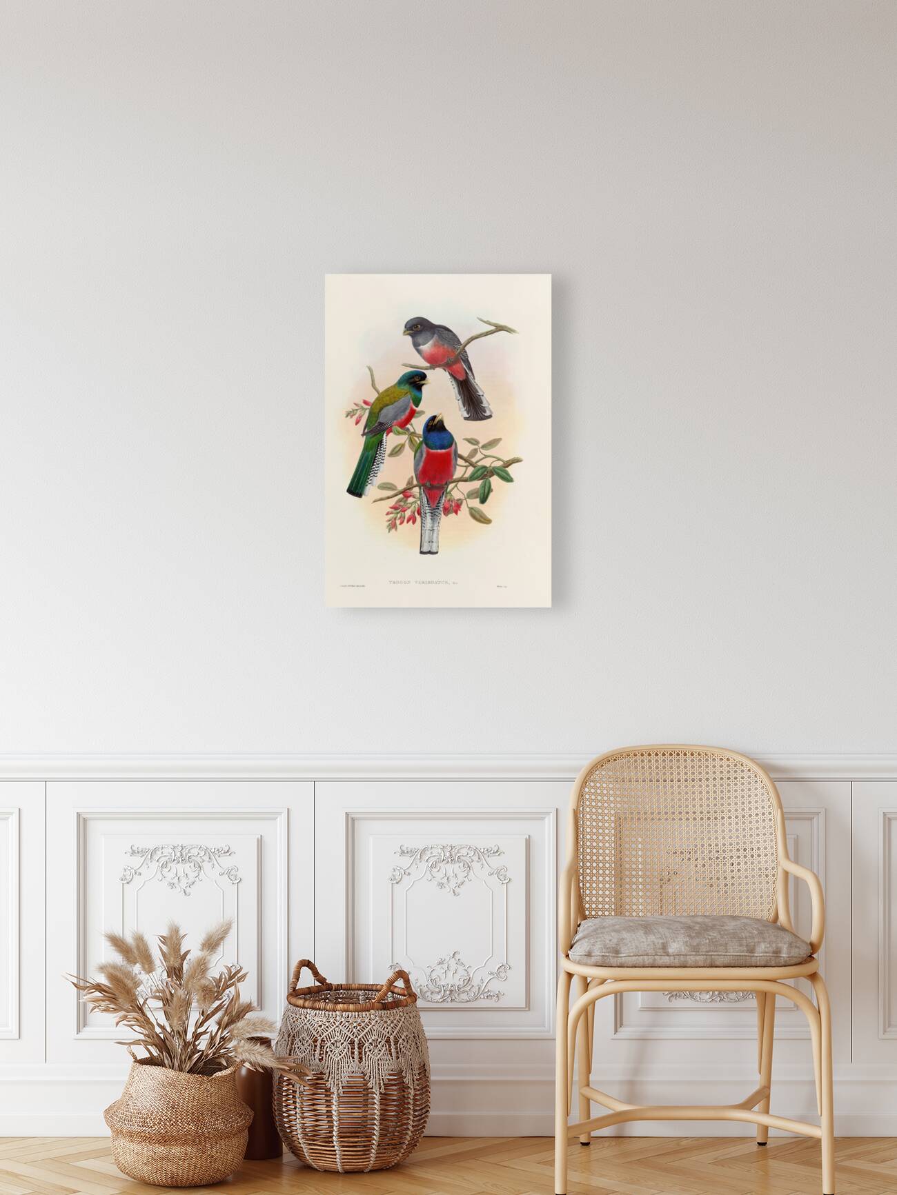 John Gould trogons 042 Reproduction