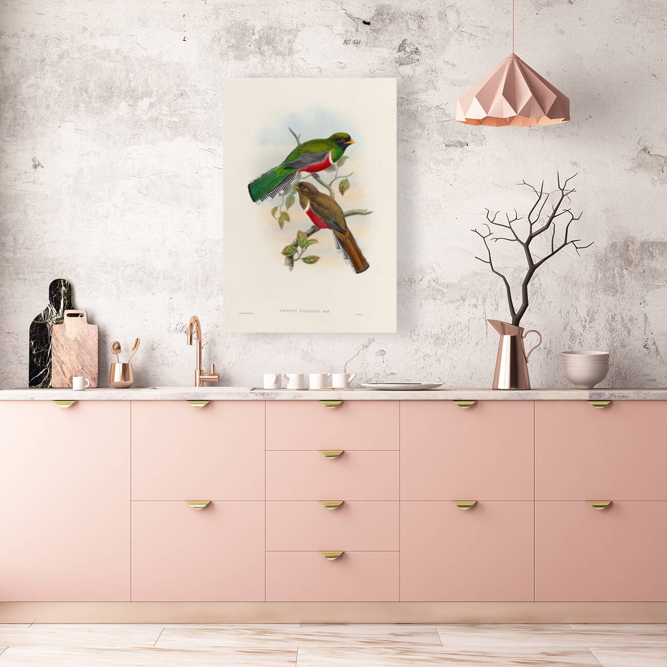 John Gould trogons 041 Reproduction