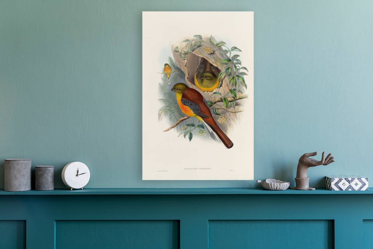 John Gould trogons 026 Reproduction