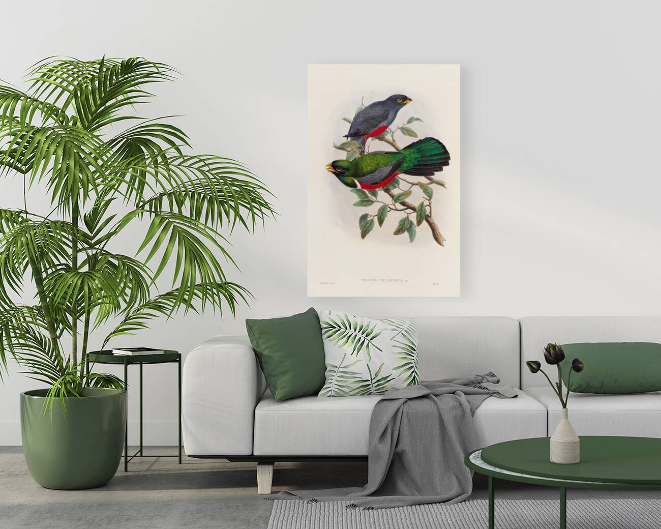 John Gould trogons 033 Reproduction