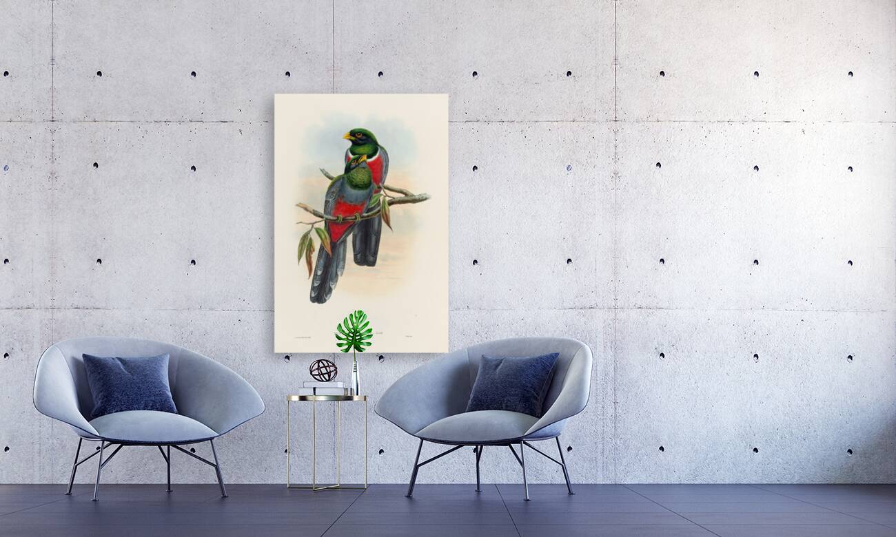 John Gould trogons 044 Reproduction