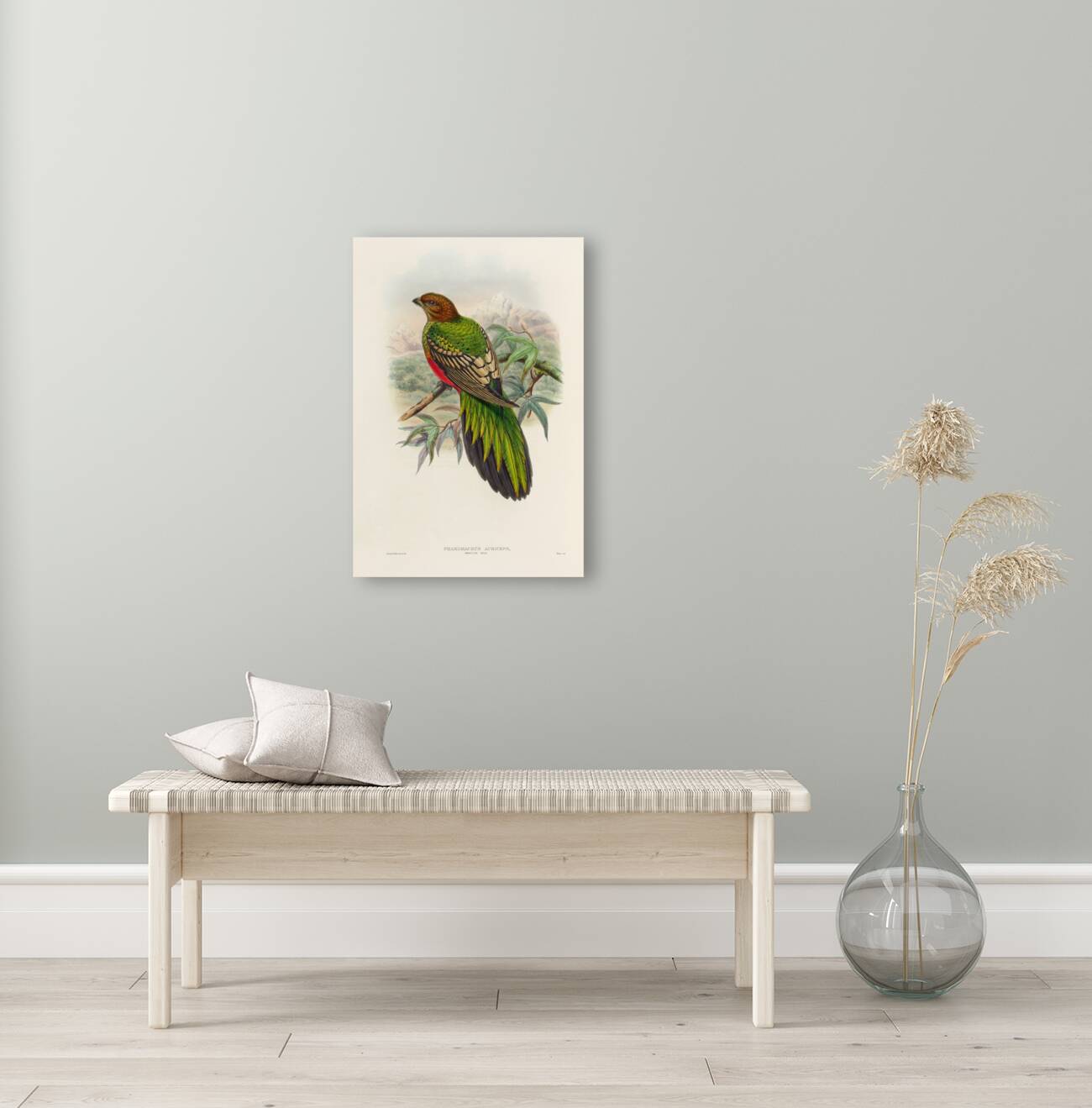 John Gould trogons 038 Reproduction