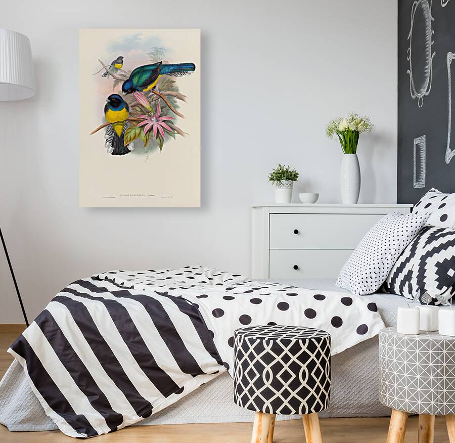 John Gould trogons 008 Reproduction