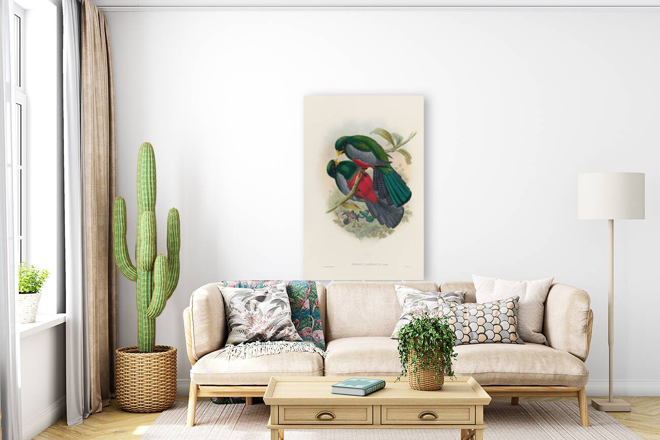 John Gould trogons 029 Reproduction