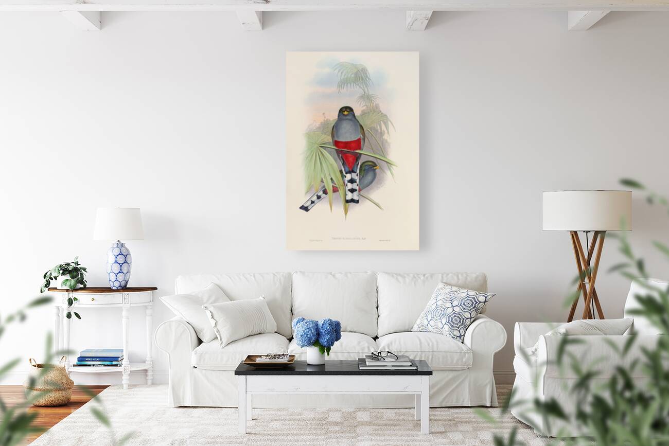 John Gould trogons 010 Reproduction