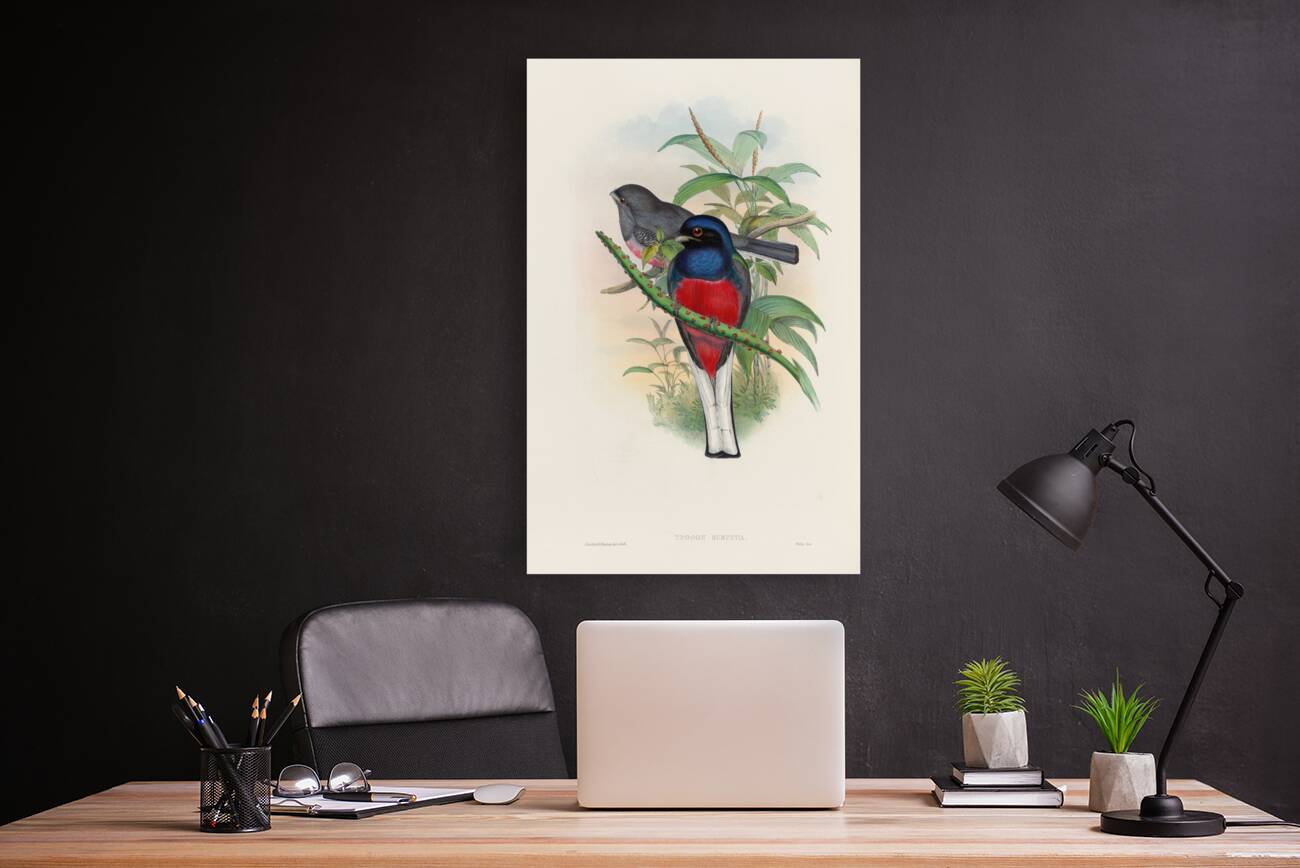 John Gould trogons 017 Reproduction