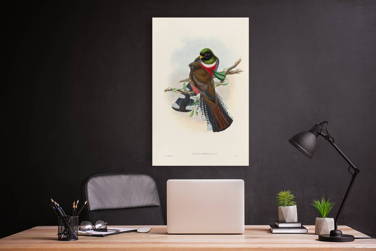 John Gould trogons 028 Reproduction