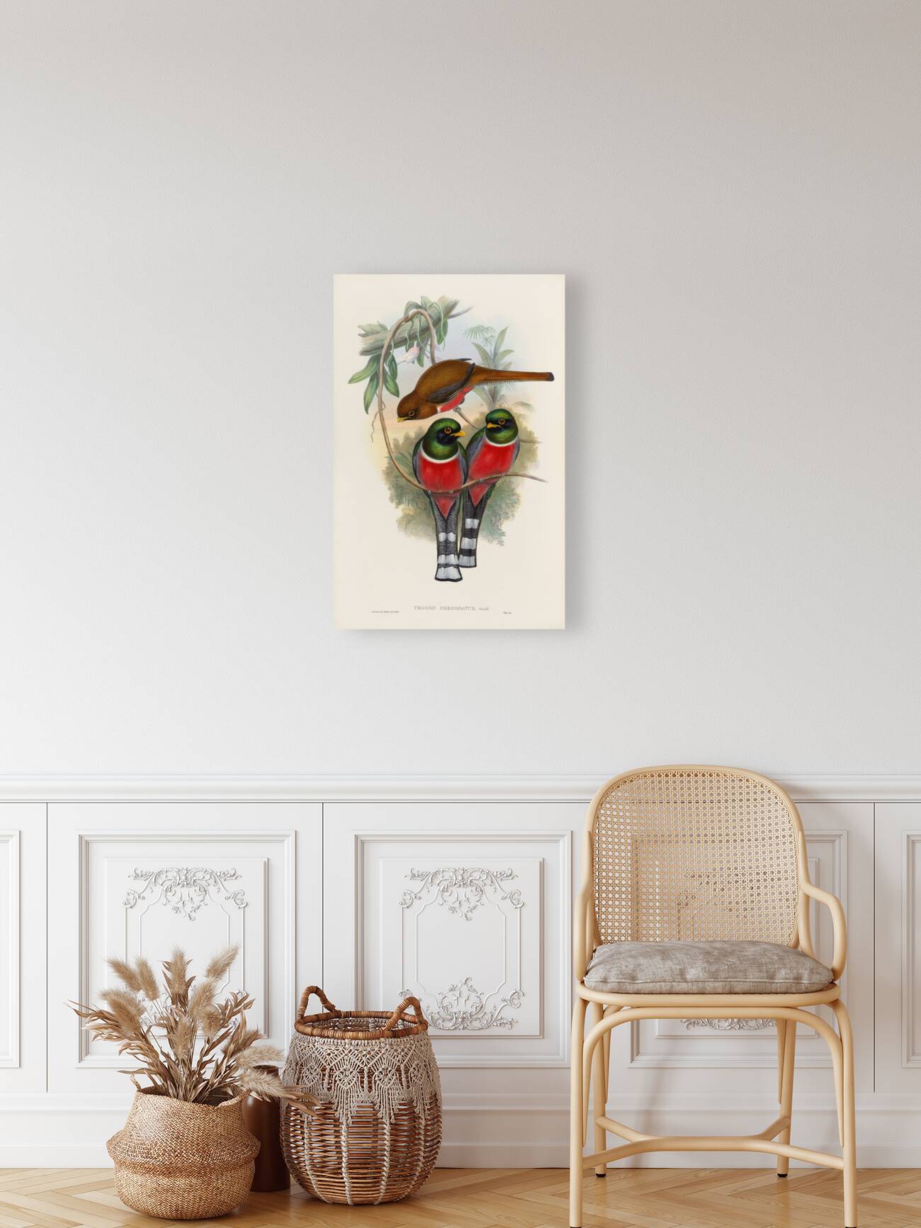 John Gould trogons 032 Reproduction