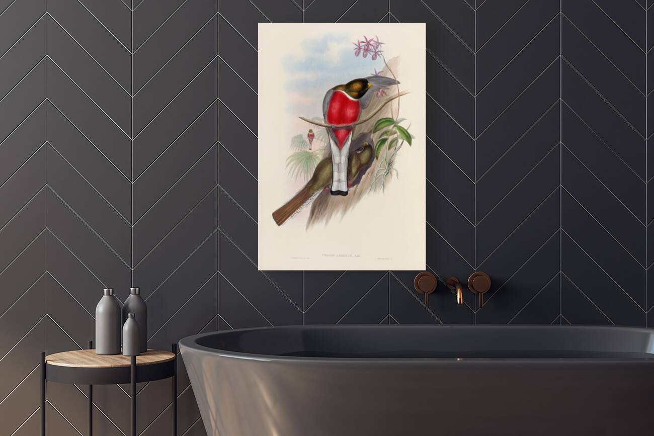 John Gould trogons 011 Reproduction