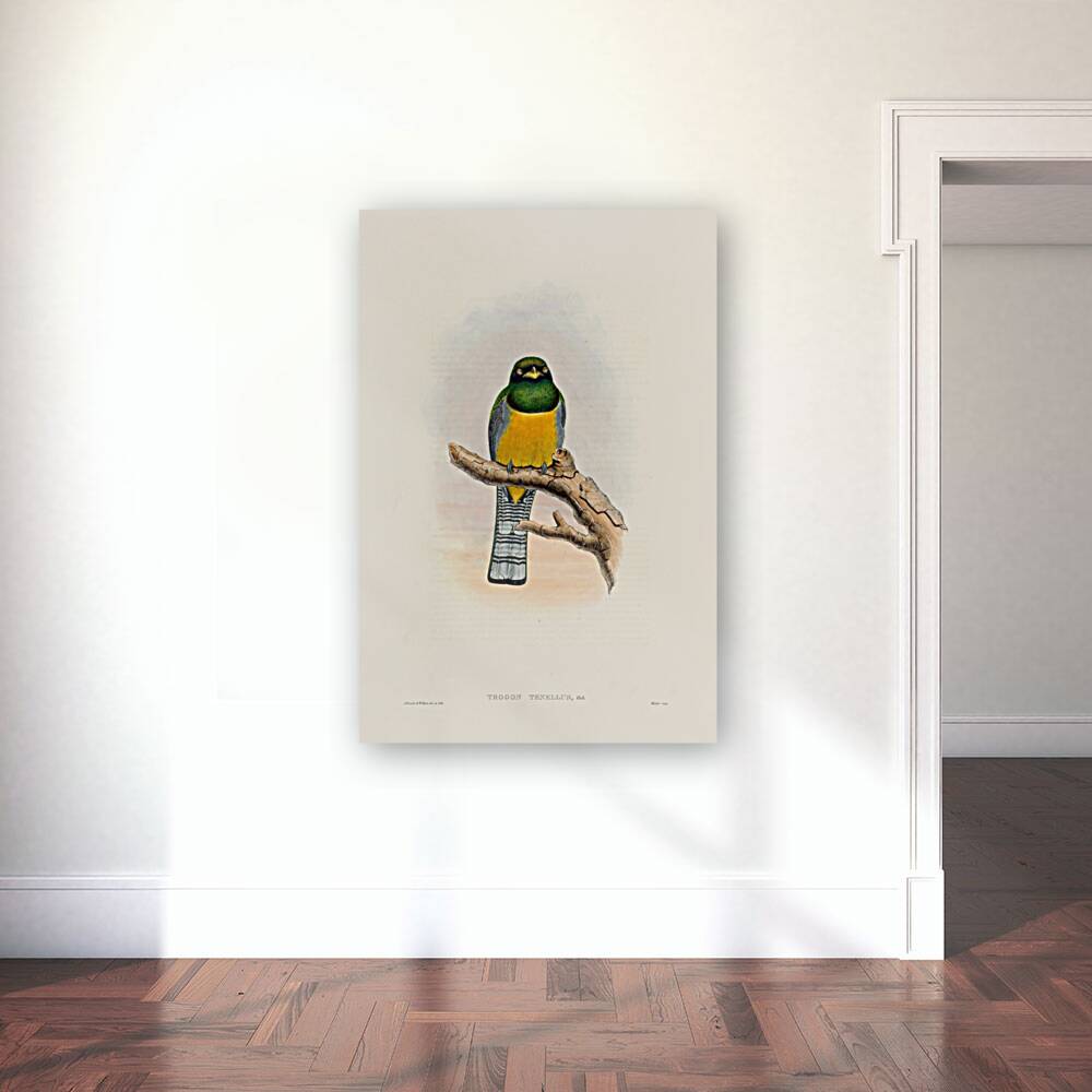 John Gould trogons 039 Reproduction