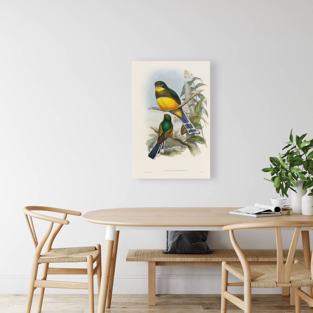 John Gould trogons 024 Reproduction