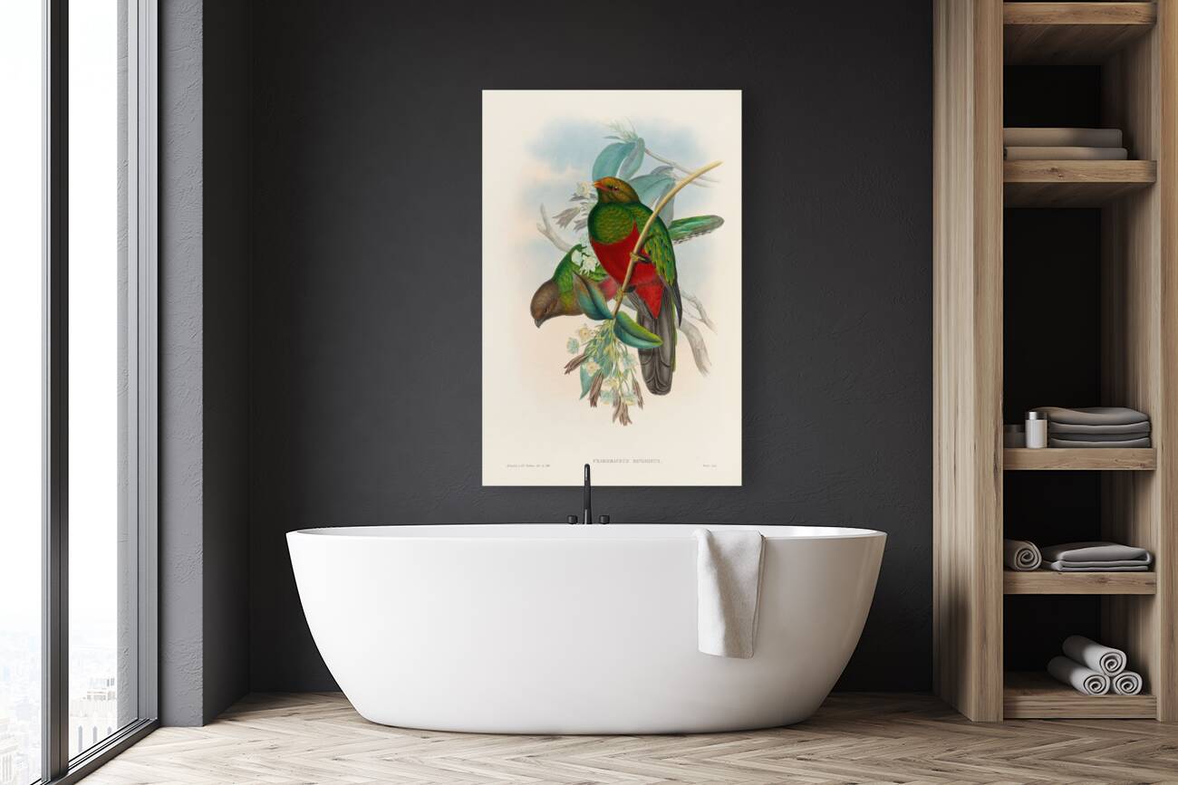 John Gould trogons 014 Reproduction