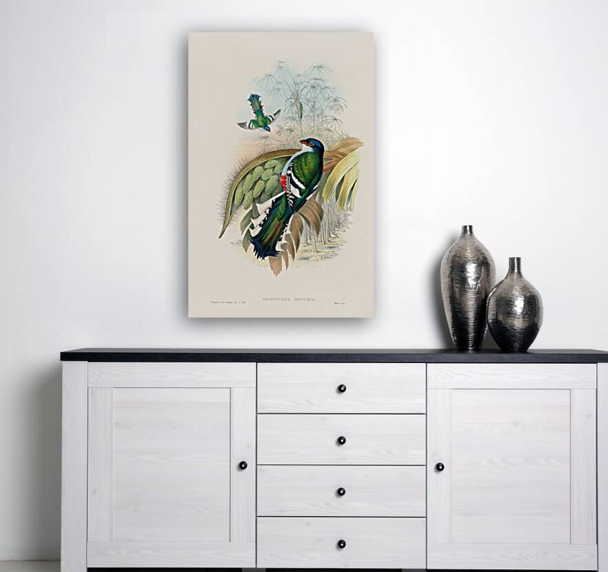 John Gould trogons 015 Reproduction